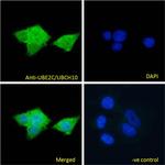 UBE2C Antibody in Immunocytochemistry (ICC/IF)