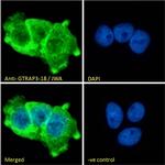 JWA Antibody in Immunocytochemistry (ICC/IF)