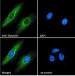 Dynactin 1 Antibody in Immunocytochemistry (ICC/IF)