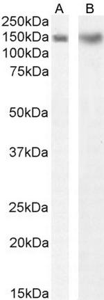 Dynactin 1 Antibody in Western Blot (WB)