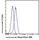 MURF1 Antibody in Flow Cytometry (Flow)