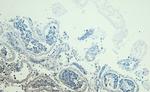 DJ-1 Antibody in Immunohistochemistry (Paraffin) (IHC (P))