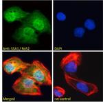 TRIM21 Antibody in Immunocytochemistry (ICC/IF)