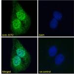 ECT2 Antibody in Immunocytochemistry (ICC/IF)