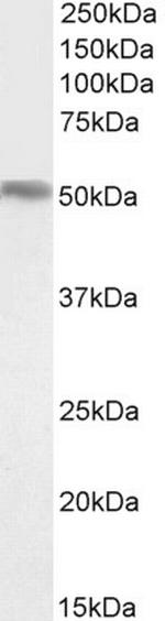 FOXA1 Antibody in Western Blot (WB)