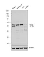 FOXA2 Antibody in Western Blot (WB)