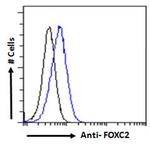 FOXC2 Antibody in Flow Cytometry (Flow)
