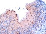 RANBP9 Antibody in Immunohistochemistry (Paraffin) (IHC (P))