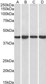 PPP1R8 Antibody in Western Blot (WB)