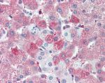 SIL1 Antibody in Immunohistochemistry (Paraffin) (IHC (P))