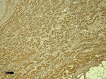 PTBP1 Antibody in Immunohistochemistry (Paraffin) (IHC (P))