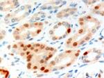 Anillin Antibody in Immunohistochemistry (Paraffin) (IHC (P))