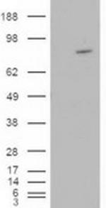 ARHGEF4 Antibody in Western Blot (WB)