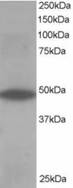 ORP1 Antibody in Western Blot (WB)