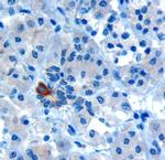 PAR6 Antibody in Immunohistochemistry (Paraffin) (IHC (P))