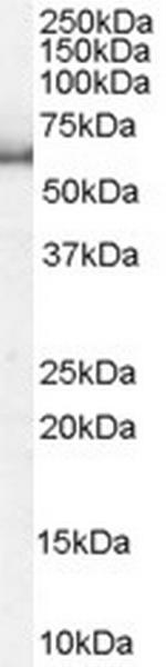 KPNA1 Antibody in Western Blot (WB)