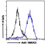 SMUG1 Antibody in Flow Cytometry (Flow)