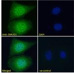 SMUG1 Antibody in Immunocytochemistry (ICC/IF)