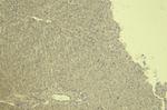 VDAC2 Antibody in Immunohistochemistry (Paraffin) (IHC (P))