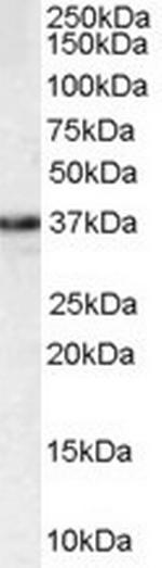 MPG Antibody in Western Blot (WB)