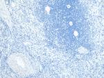 FLAP Antibody in Immunohistochemistry (Paraffin) (IHC (P))