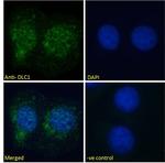 DLC1 Antibody in Immunocytochemistry (ICC/IF)