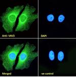 VAV3 Antibody in Immunocytochemistry (ICC/IF)