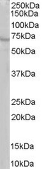 RIC8A Antibody in Western Blot (WB)