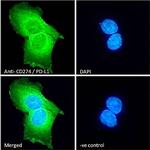 PD-L1 Antibody in Immunocytochemistry (ICC/IF)