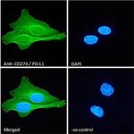 PD-L1 Antibody in Immunocytochemistry (ICC/IF)