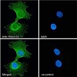 PLXND1 Antibody in Immunocytochemistry (ICC/IF)