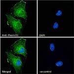 PLXND1 Antibody in Immunocytochemistry (ICC/IF)