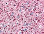 MOG Antibody in Immunohistochemistry (Paraffin) (IHC (P))