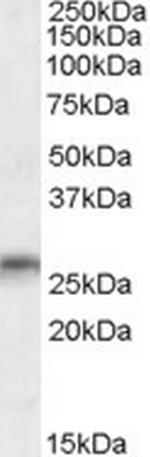 MOG Antibody in Western Blot (WB)