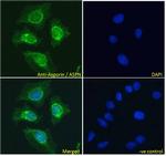 Asporin Antibody in Immunocytochemistry (ICC/IF)