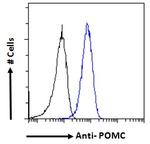 POMC Antibody in Flow Cytometry (Flow)