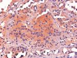 POMC Antibody in Immunohistochemistry (Paraffin) (IHC (P))