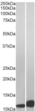 MIF Antibody in Western Blot (WB)