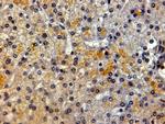 LRP5 Antibody in Immunohistochemistry (Paraffin) (IHC (P))