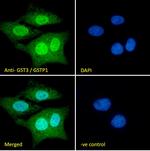 GSTP1 Antibody in Immunocytochemistry (ICC/IF)