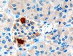 PPY Antibody in Immunohistochemistry (Paraffin) (IHC (P))