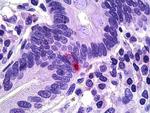 PPY Antibody in Immunohistochemistry (Paraffin) (IHC (P))