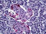 PPY Antibody in Immunohistochemistry (Paraffin) (IHC (P))