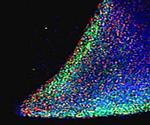 Nanog Antibody in Immunocytochemistry (ICC/IF)