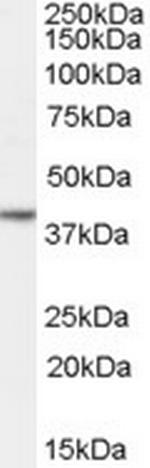 Nanog Antibody in Western Blot (WB)