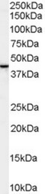 ERLIN2 Antibody in Western Blot (WB)