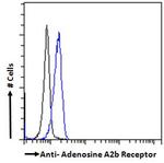 ADORA2B Antibody in Flow Cytometry (Flow)