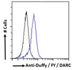 DARC Antibody in Flow Cytometry (Flow)