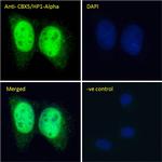 HP1 alpha Antibody in Immunocytochemistry (ICC/IF)