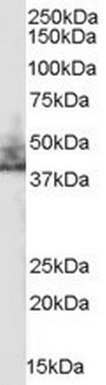 NHERF2 Antibody in Western Blot (WB)